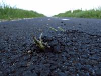 Imagine atasata: IMG_5676ee.jpg